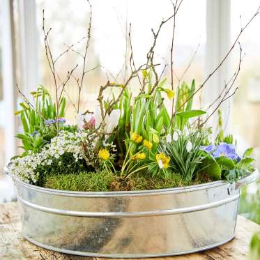 Bunt bepflanzte Zinkwanne mit Frühlingsblumen