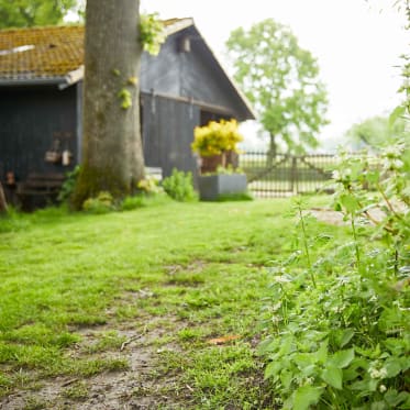 Rasen im Frühjahr