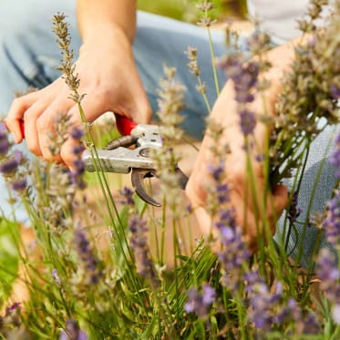 cutting lavender