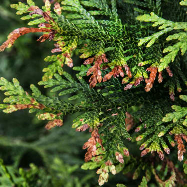 Thuja Miniermotte Frassschaeden