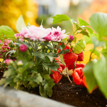 Herbstbalkon