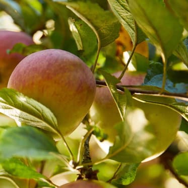 Wo hängt das Obst am Apfelbaum? Die Fruchttriebe des Apfels