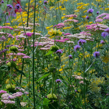 bienenfreundliche stauden