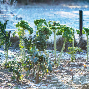 Wintergemüse im Beet