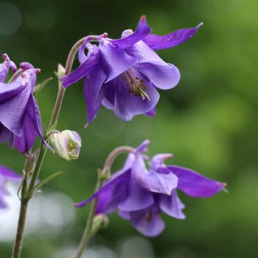 Gemeine Akelei (Aquilegia vulgaris)