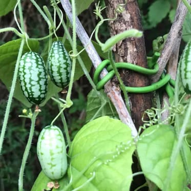 Mexikanische Mini-Gurke