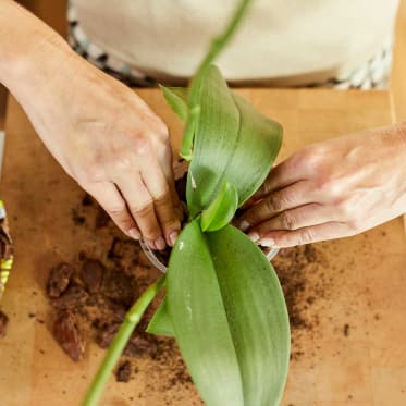 Orchidee in frische Erde umtopfen