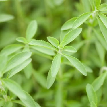 Stevia