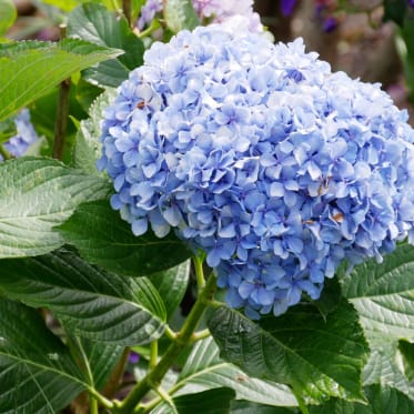 hortensie_blau