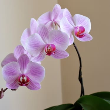 Orchideenpflege