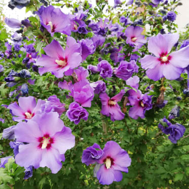 hibiskus