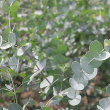 Bonjour Quelqu'un peut il me dire pourquoi mon ficus attrape soudainement  des feuilles blanches et a l'air mal en point ? Merci