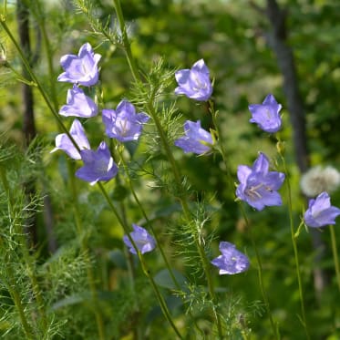 Glockenblume