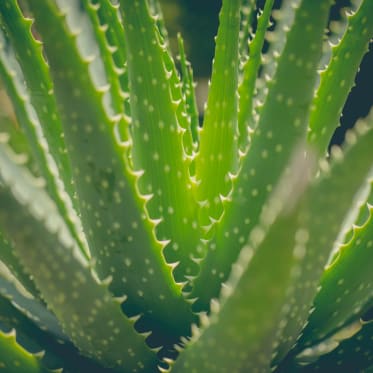 Aloe vera