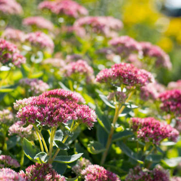 Pacciamatura per orto e giardino: come funziona