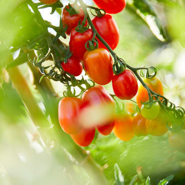 Tomaten