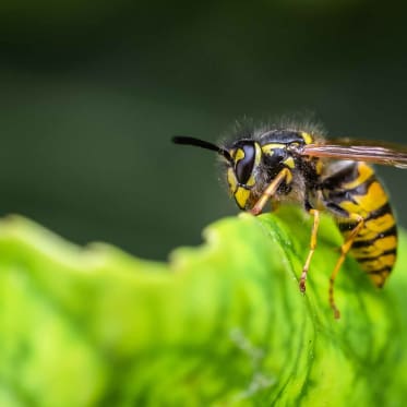 Wespe auf Blatt