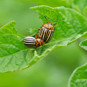 Kartoffelkaefer Blatt