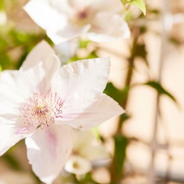 Clematis