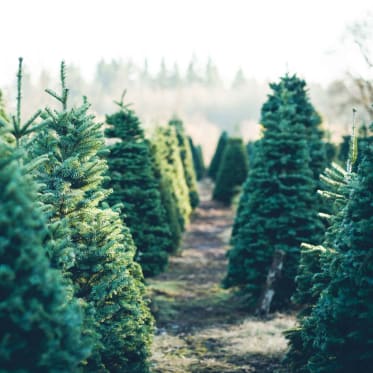 albero di natale