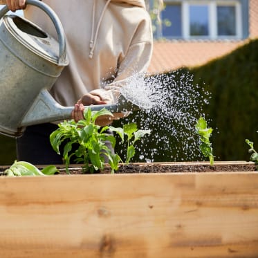 watering plants