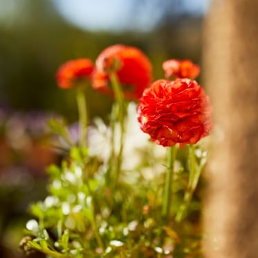 early bloomers on balcony