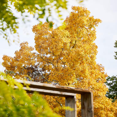 Gehölze im Herbst