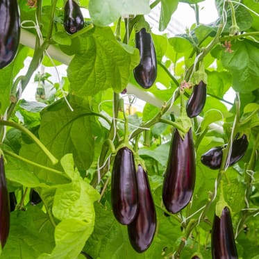 aubergine