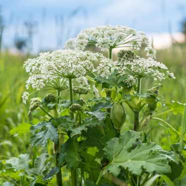 Riesenbärenklau in Blüte