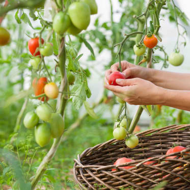 caring tomatoes