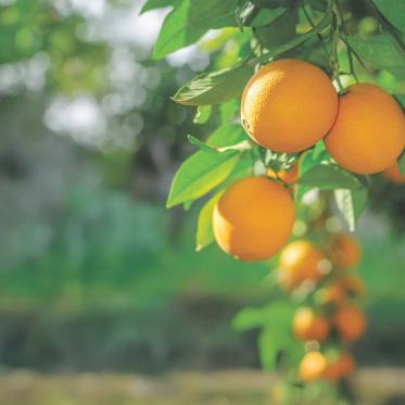 Orangen am Baum