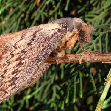 Thuja Miniermotte