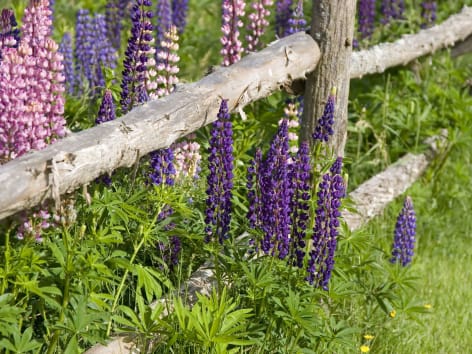 fragranze-giardino-fiori-steccato