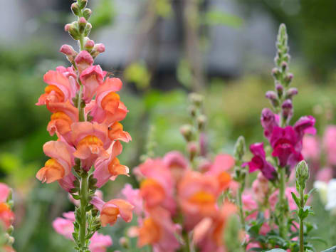 Comprar Semillas lavanda verdecora - Verdecora