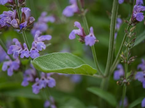 Salvia Officinalis: proprietà, coltivazione e cura