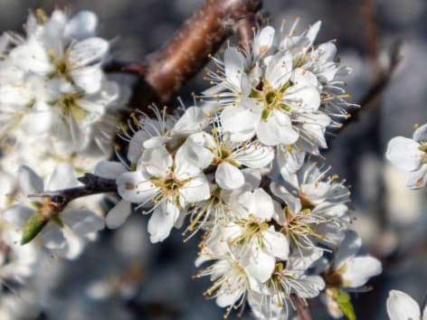 Schlehen Blüte