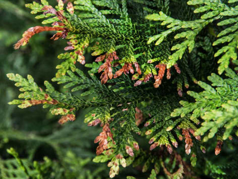 Thuja Miniermotte Frassschaeden