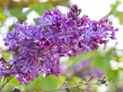 Gemeiner Fllieder - syringa vulgaris