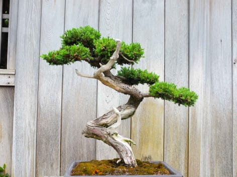 Bonsai da esterno e da interno : le differenze - Hobby Bonsai