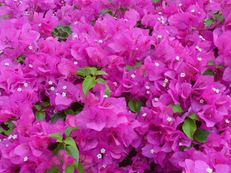 Bougainvillea