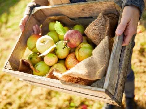 Le Verger dans l'assiette : faisons feu de tout fruit