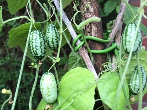 Mexikanische Mini-Gurke