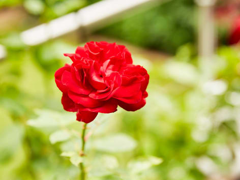 Cochenille // Rose - fuchsia — Maison Septembre