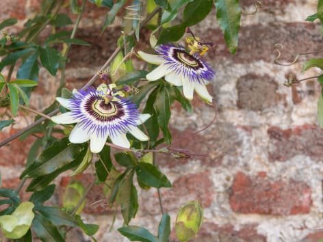 Blaue Passionsblume klettert Hauswand hoch