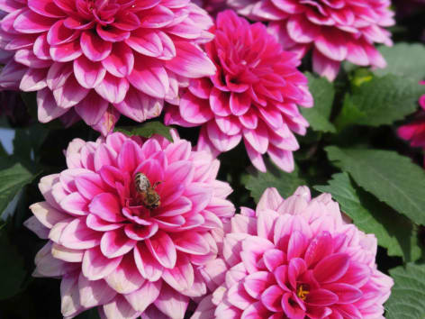 Dahlia : comment le planter et l'entretenir ?