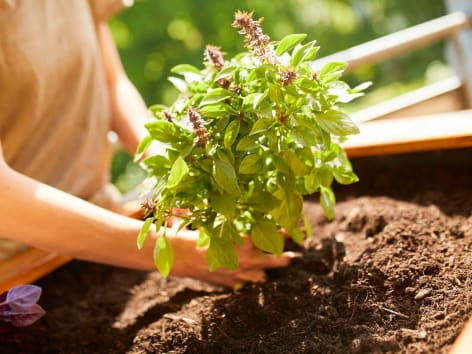 Cultiver le basilic en pot