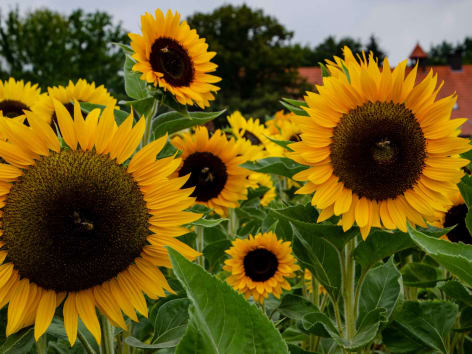 Tournesol : plantation, entretien - Côté Maison