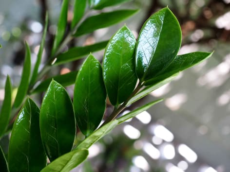 Glücksfeder Blatt