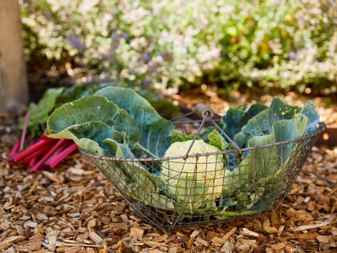 Tout savoir sur le chou-fleur - Jardinet - Équipez votre jardin au