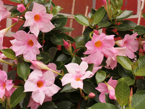 Mandevilla/ Dipladenia